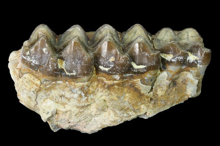 Oreodont (Merycoidodon) Jaw Section - South Dakota #140910